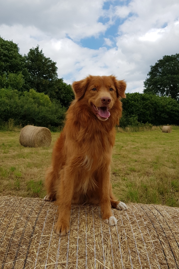  Ein Nova Scotia Duck Tolling Retriever sitzt auf einem Strohballen.