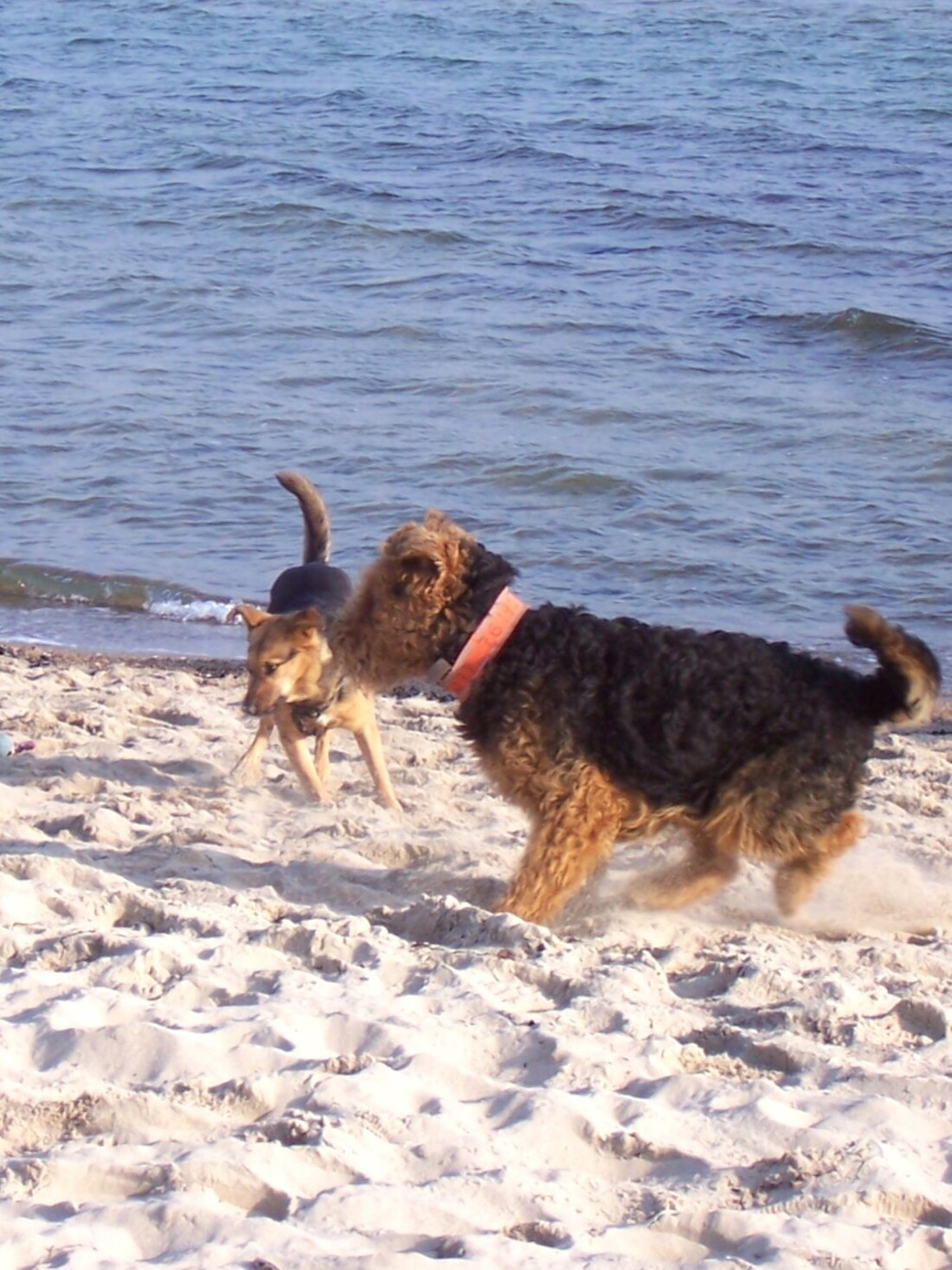 Zwei Hunde spielen am Strand.
